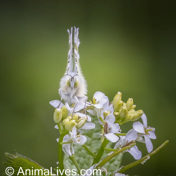 Orange Tip