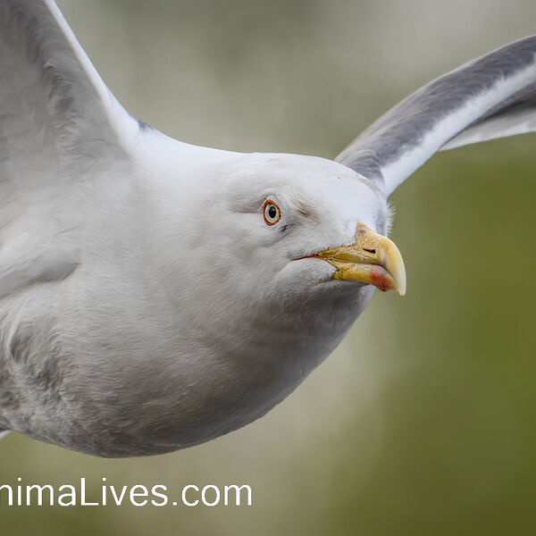Herring Gull