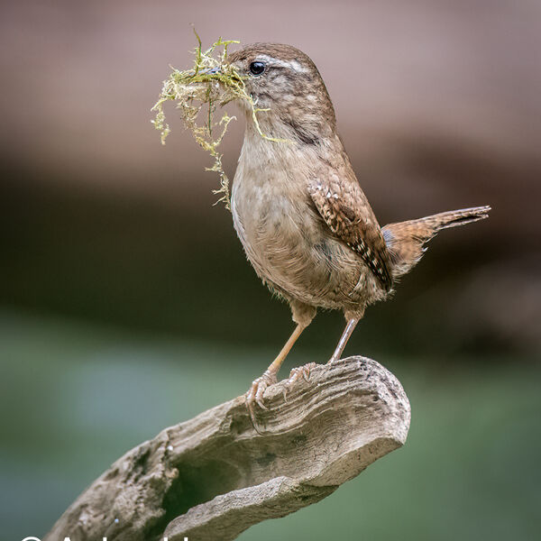 Wren