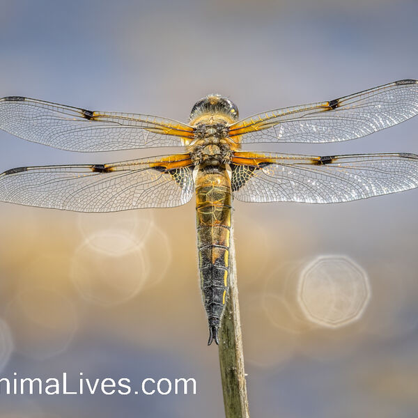 Four-spotted Skimmer