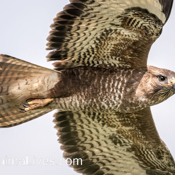 Buzzard