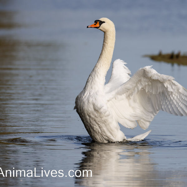 Mute Swan