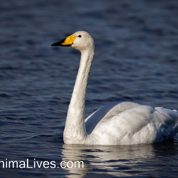 Whooper Swan
