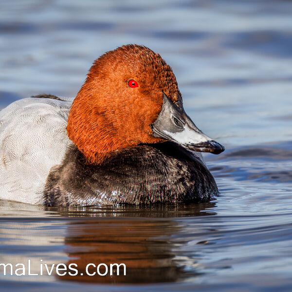 Pochard