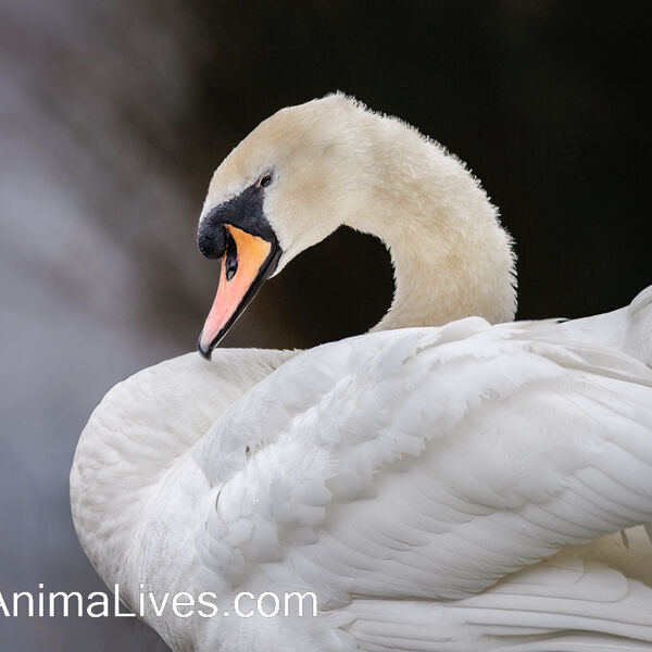 Mute Swan