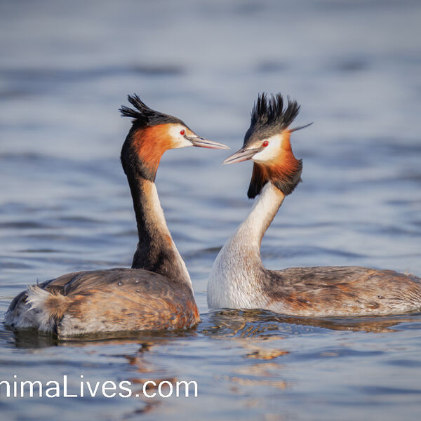 Great Crested Grebe