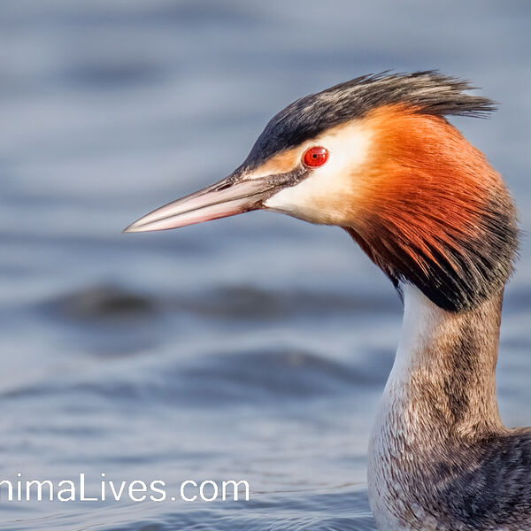 Great Crested Grebe