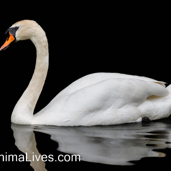 Swan