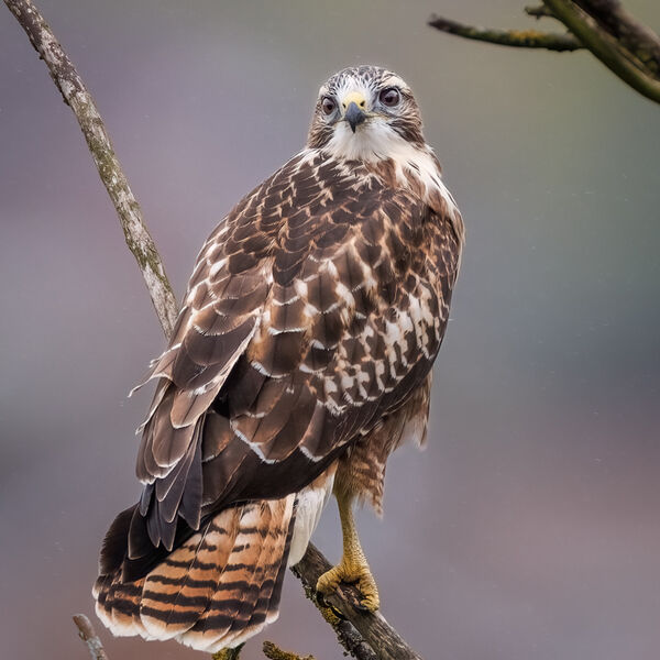 Juvenile Buzzard