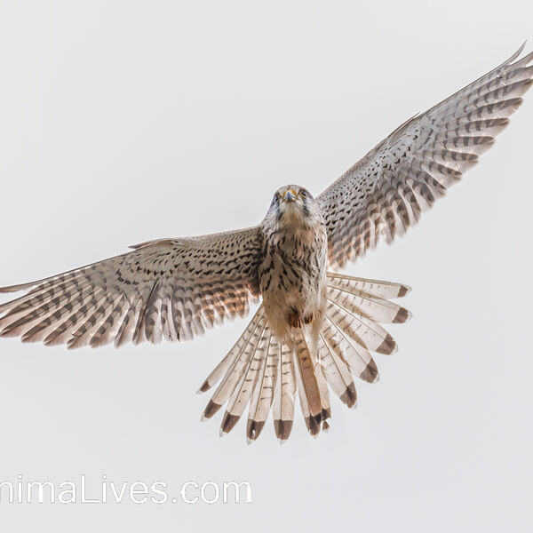 Kestrel