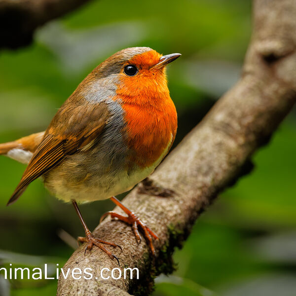 Robin