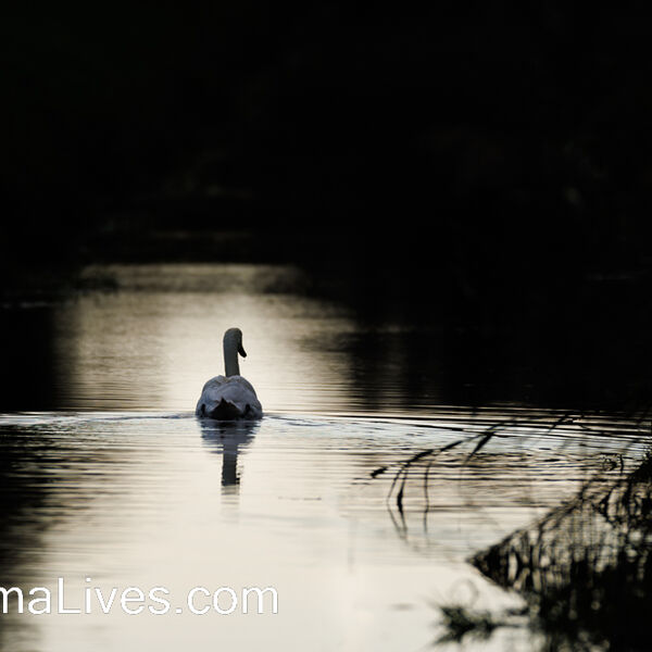 Mute Swan