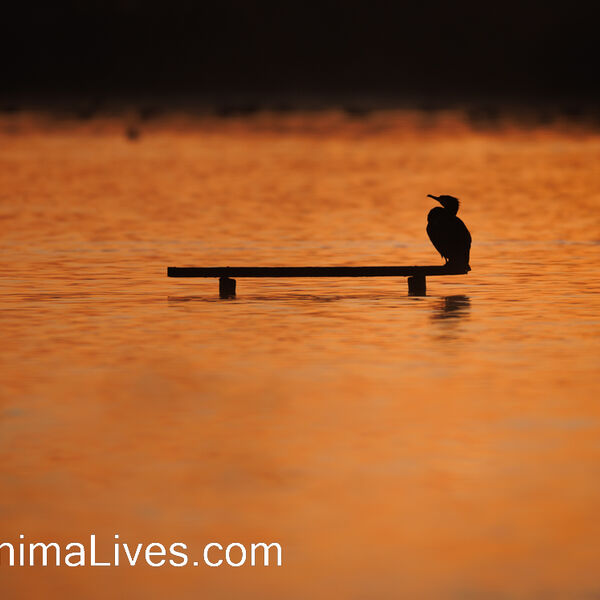 Cormorant Before Sunrise