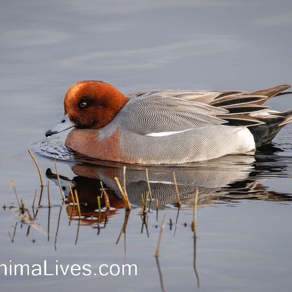 Wigeon