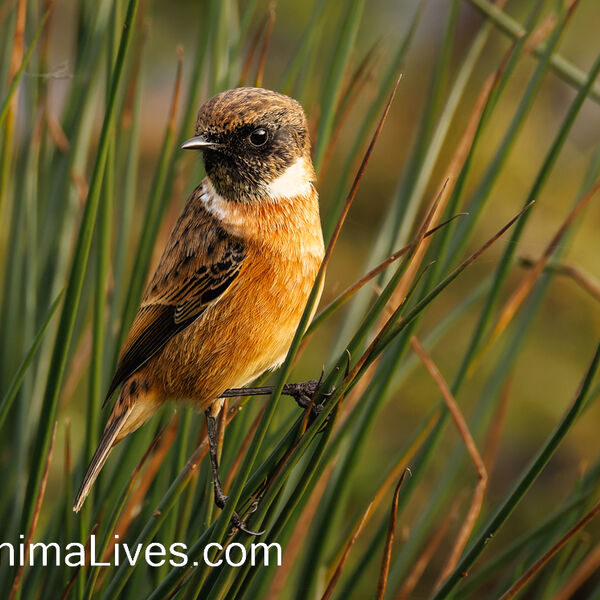 Stonechat