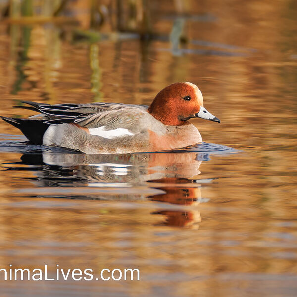 Wigeon