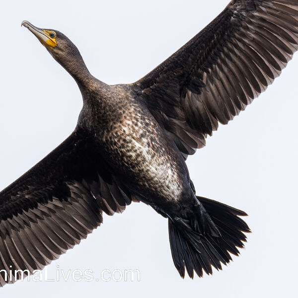 Cormorant