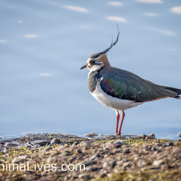 Lapwing