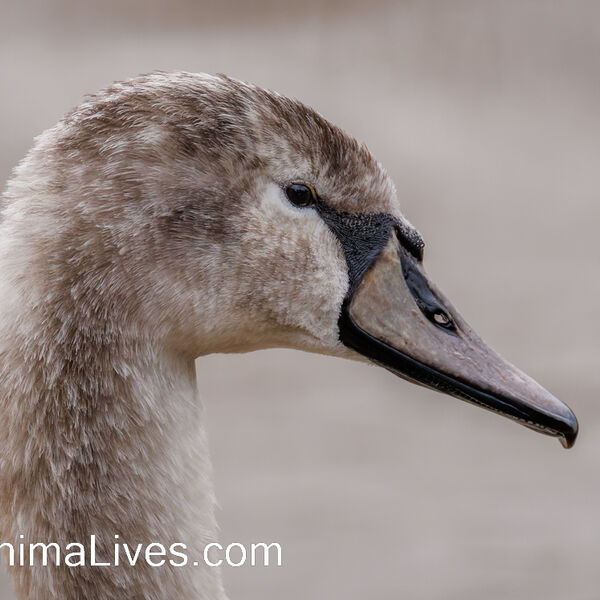Cygnet