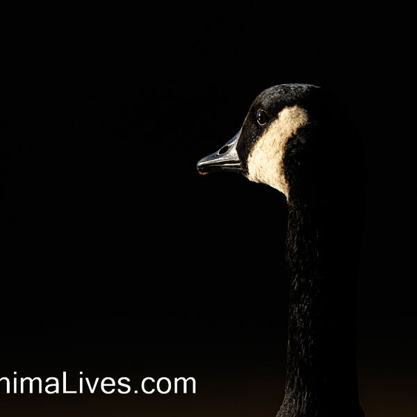 Canada Goose - Sunlight & Shadow