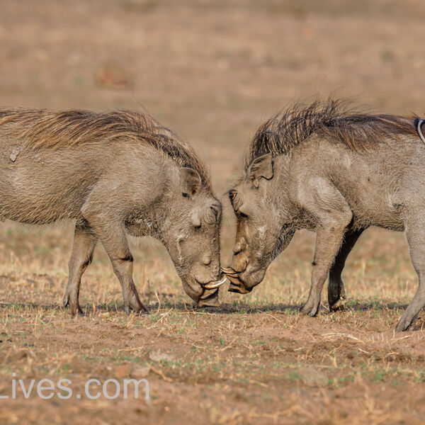 Warthog Standoff