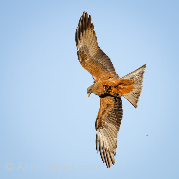 Yellow-billed Kite