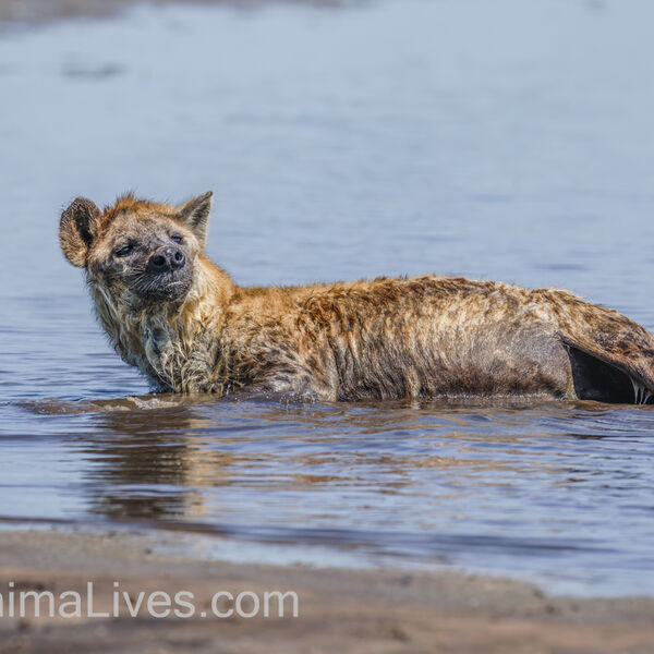 Spotted Hyena