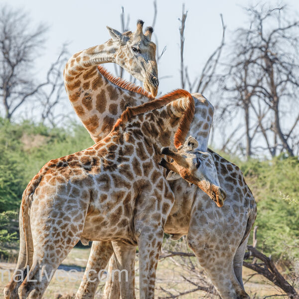 Giraffes "Necking"