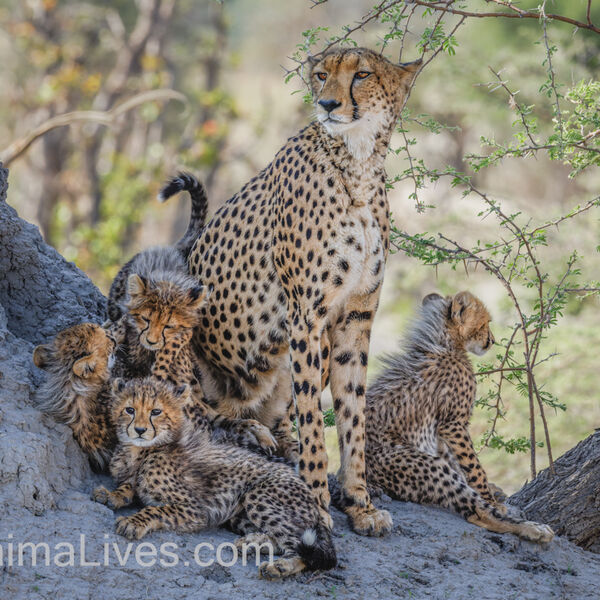 Cheetah & Cubs