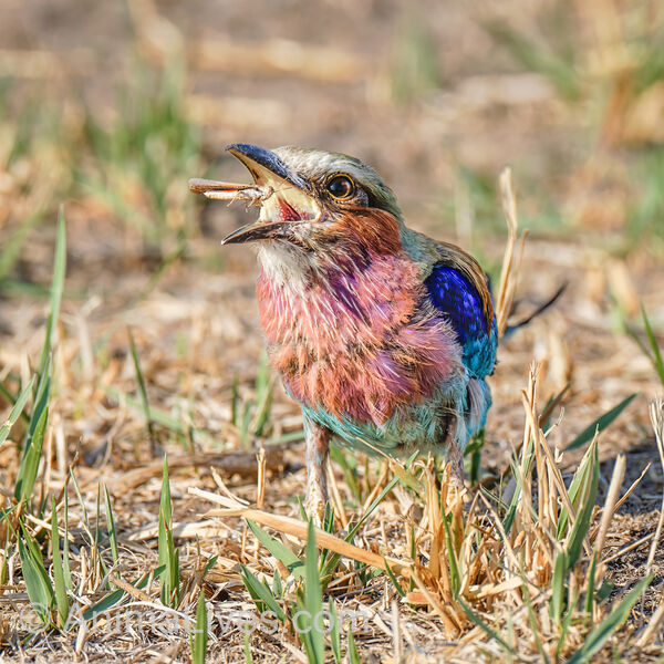Lilac-breated Roller & Grasshopper
