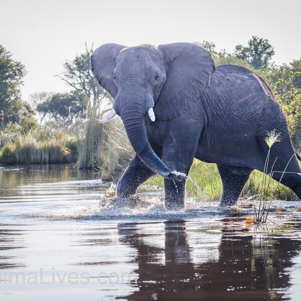 Elephant River Crossing