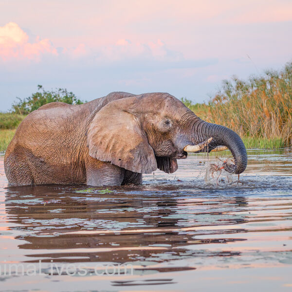 Elephant Sunset