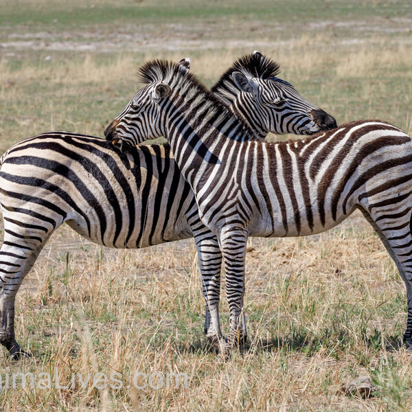 Zebras