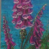 Foxgloves on Cornish Cliffs painting
