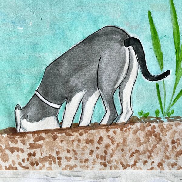 Archie investigating