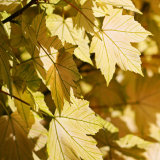 Golden Leaves