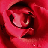 Heart of the Rose II