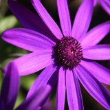 Purple Flower