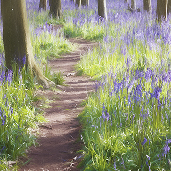 ART_04 The Woods in Spring