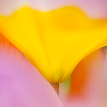 B_03 Peeping Through