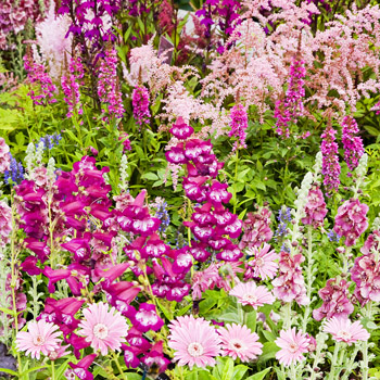 B_08 Panoply of Pink