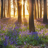 OX_01 Bluebell Sunrise