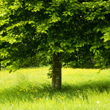 B_11 Summer Tree