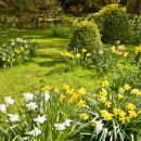 WG_05 Daffodil Delight