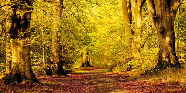 PWL_02 An Autumn Walk