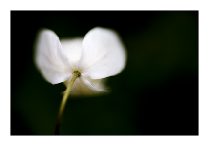 Wood Anemone - Mickey Mouse