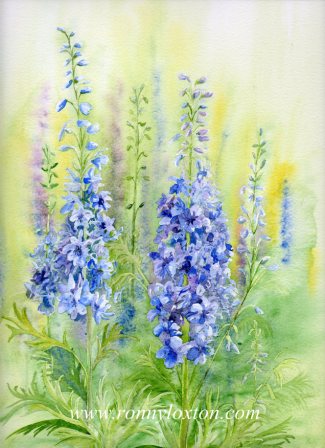 PCL1 Delphiniums