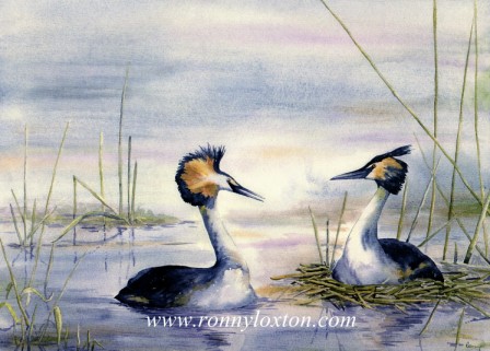 PCL2 Crested Grebe