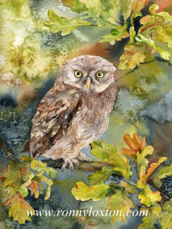 PCS2 Little Owl