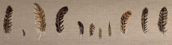 Found Feathers